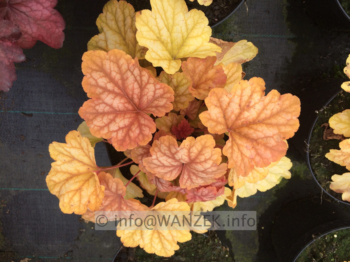 Heuchera Hybride Champagne 01.JPG